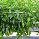 학동농장 이미지