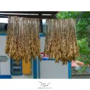 하예곡 Daum카페