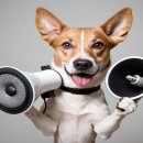 올바름 반려견 뷰티샵 이미지