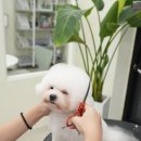 모여라 애견미용 이미지