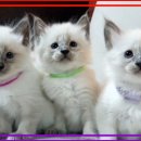 도레미캣 고양이분양 남양주 다산점 이미지