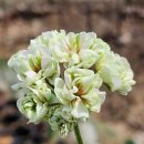 더숲엔젤 이미지