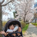 현리시가지 자전거길 | 전주벚꽃명소 서부신시가지 벚꽃길, 무료주차장 꿀팁