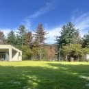 강아지 숲 이미지