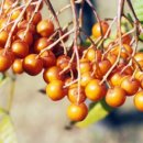 지리산약초 이미지