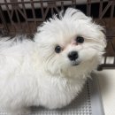 견생묭실 | 4차 접종 이후 사회화 적응하는 바쁜 샤찌 일상