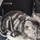 캣 샵 하우스(CAT # HOUSE) | 송강 고양이 미용 ~ 대전 고양이 미용실 페르시안캣 !