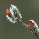 버들강아지 이미지