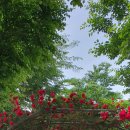 5월 22일(월요일) 우린님의 중랑장미공원,중랑천, 배봉산 둘레길 걷기 이미지