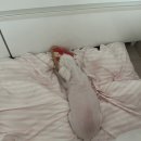 두암동물병원