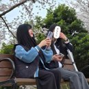 낙동강제방(강서30리벚꽃길) | 4월의 근황 강서낙동강변30리벚꽃길~낙동제방벚꽃길