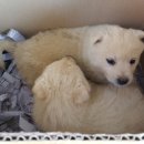 산골백두 이미지