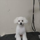 아이러브 애견 이미지