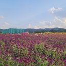 천일홍축제 이미지