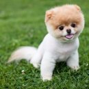 꼬꼬마 강아지 이미지