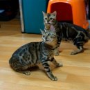 효민님의 뱅갈고양이 이미지