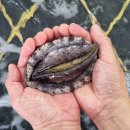 [판매중] 횟감!!생물 채낚기 한치/자연산 활 민어, 선어 민어/中병어/반건조 생선 이미지