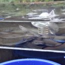 힘쎈민물장어 이미지