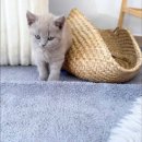 캣스토리 이미지