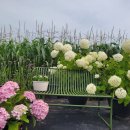 미로정원 이미지