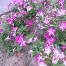 대흥면011 Daum카페