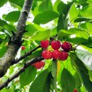 진도체리원 이미지