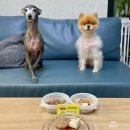 콩이네 멍냥 수제간식 | 특별한 날 강아지수제간식 콩이네멍냥수제간식 떡볶이와 짜장