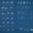 발린 뷰티 이미지