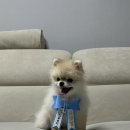 댕댕바게트 이미지