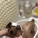 중산제1근린공원B | 문정동 애견미용 잘하는 곳 두유펫 송파 푸들 미용 믿을만한 곳