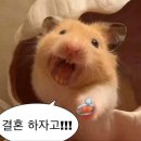 조선치킨 부송어양점 | [후기] 노랑통닭 신메뉴 피자치킨/ 치킨과 피자를 한입에-? (Two콤비네이션/투콤비네이션/내돈내산)