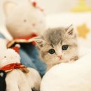 부산고양이분양퍼스트캣
