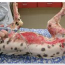 서울동물약국 이미지