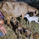 할렐루야농장 이미지