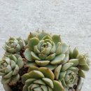 덕실네 Daum카페