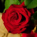 새벽노을 이미지