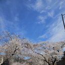 굿푸드마켓 | 충주 수안보 벚꽃 만발 생생후기 및 온천 족욕 체험까지
