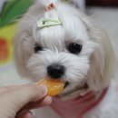 경훈농장 네이버블로그