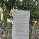 위미동백나무군락 | 제주 위미 동백나무 군락19