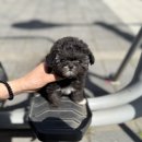 지식의 여정 | 동두천강아지분양, 우리 가족에게 행복을 더한 특별한 여정 후기!