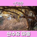 내리 다목적회관 | 서울 근교 당일치기 나들이 꽃구경 양평 산수유마을 가볼만한곳 추천해요