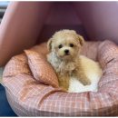 도그마루 고양이 강아지 무료분양 이미지