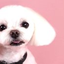 퀸펫살롱 이미지