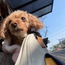 심재웅동물병원 이미지