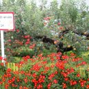 충남 서산시국화축제(菊花祝祭) 이미지