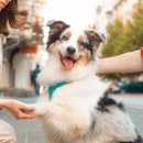 우리동네펫 이미지