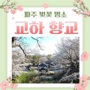 금촌2동 행정복지센터 | 파주 교하향교 숨은 벚꽃 명소 조용히 걷기 좋은 벚꽃 산책
