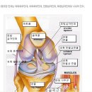 슬부의 염좌 및 근긴장 S834 이미지