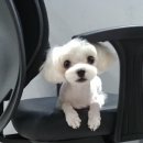 더데일리펫샵 이미지