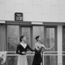 카멜리아 이미지